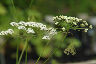 Pimpinella saxifragaKleine bevernel bestellen